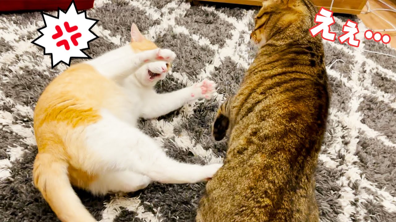 久々の大喧嘩でロビンがブチギレ！怒った猫が怖すぎる…