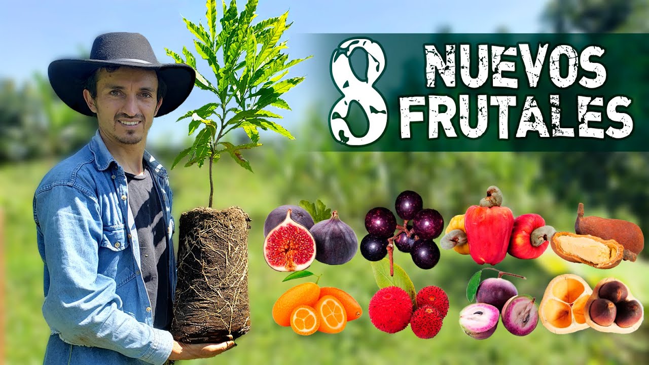 Ocho frutales exóticos que llegaron para quedarse. (Los Nuevos Miembros de la Familia)