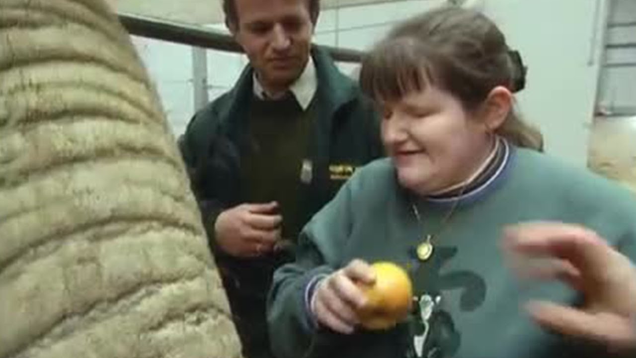 Up Close with the Elephants | A Dream Come True | The Zoo Keepers | BBC Earth