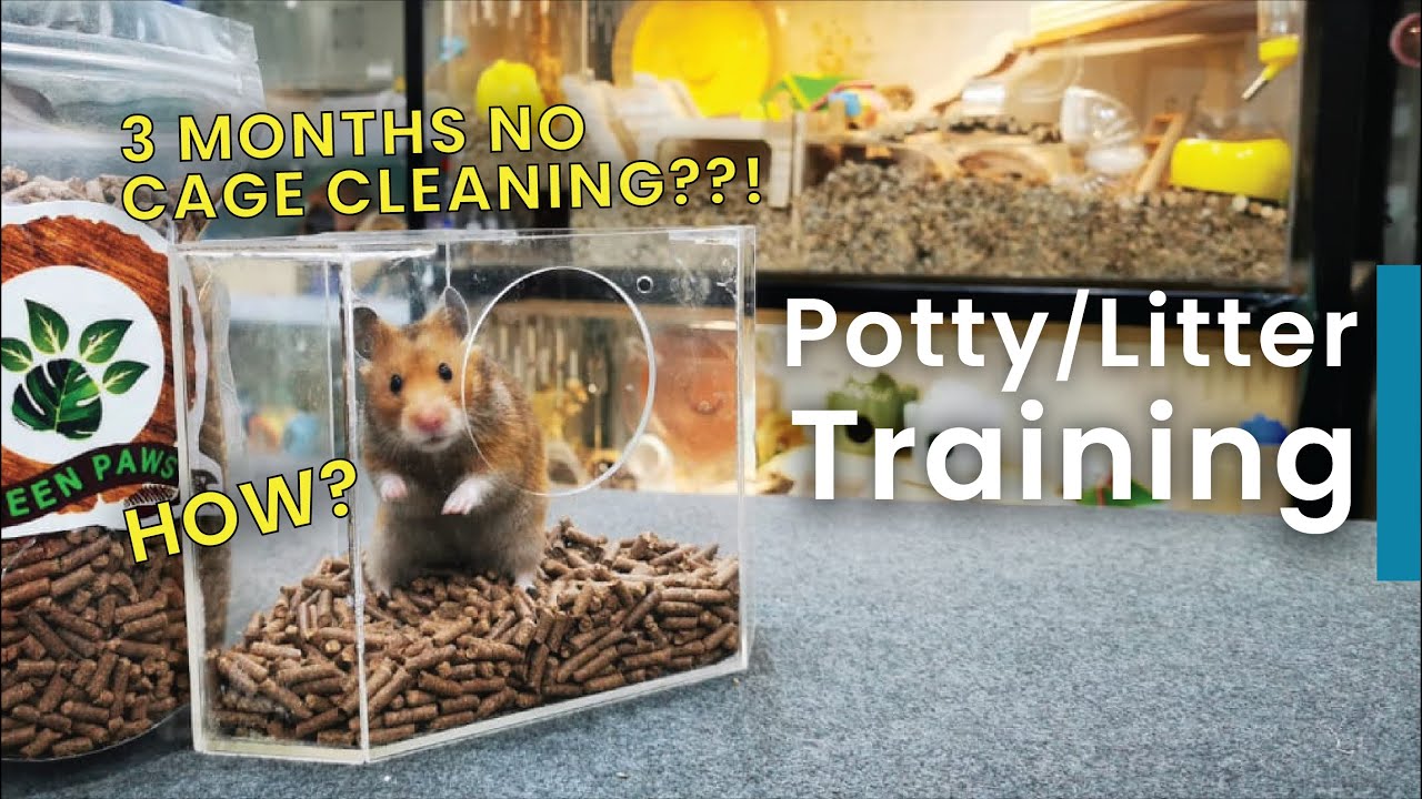 Potty / Litter Training