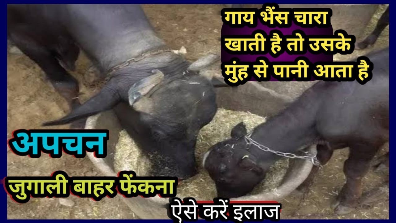 गाय भैंस जब चारा खाती है तो उसके मुंह से पानी आता है||अपचन||कैसे करें इलाज?||Muh se paani illaj
