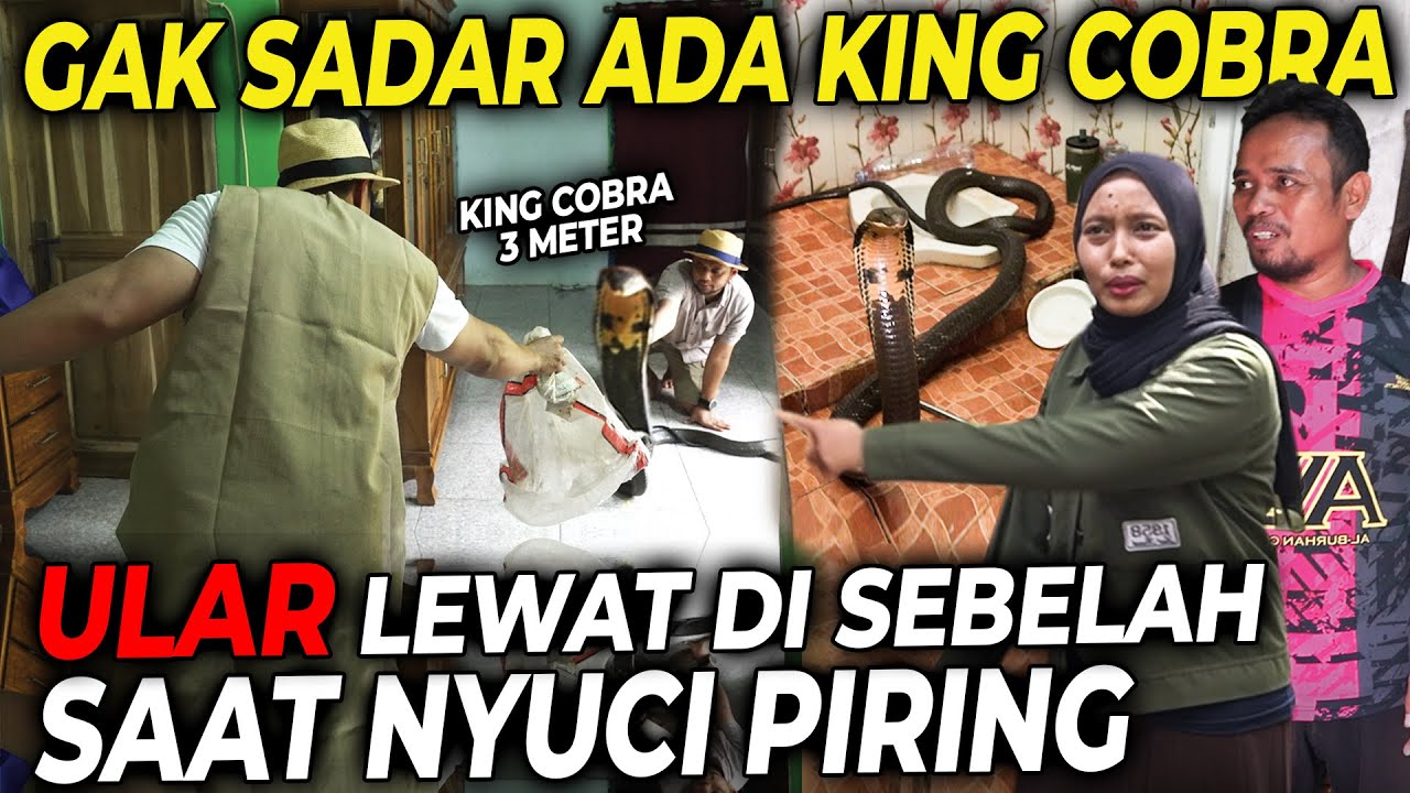 JUBANJI : ULAR 3 METER DI KAMAR MANDI ! LAGI CUCI PIRING GA SADAR KALAU DI SAMPINGNYA ADA KING COBRA