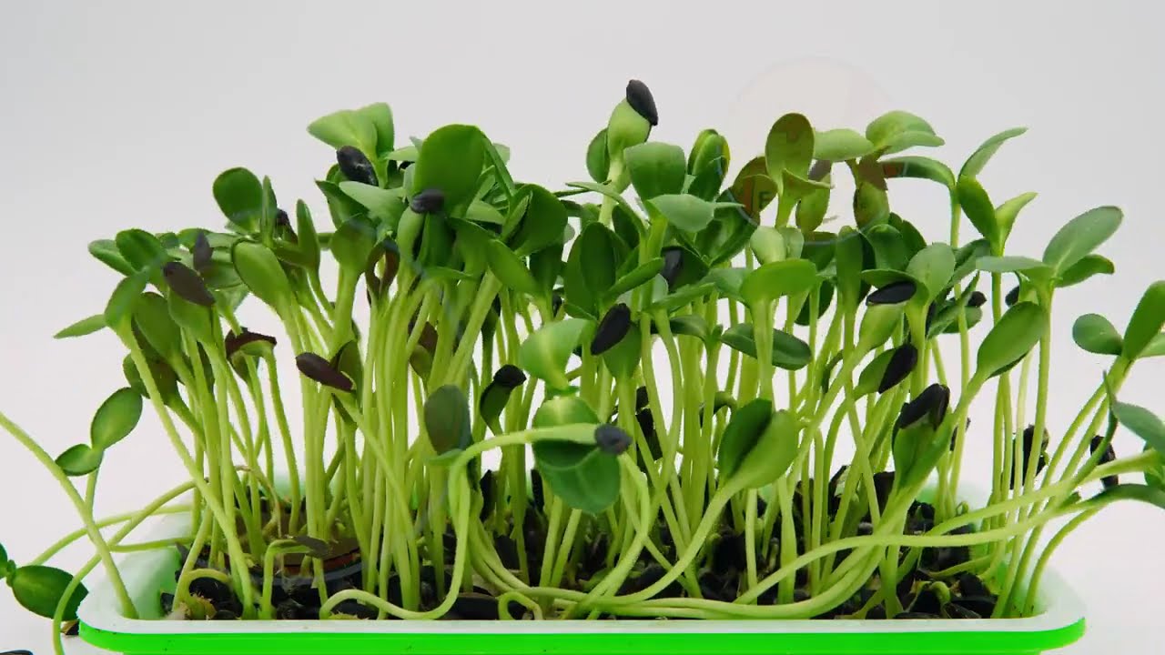 Growing Sunflower Microgreens - Soilless #owngrownplants