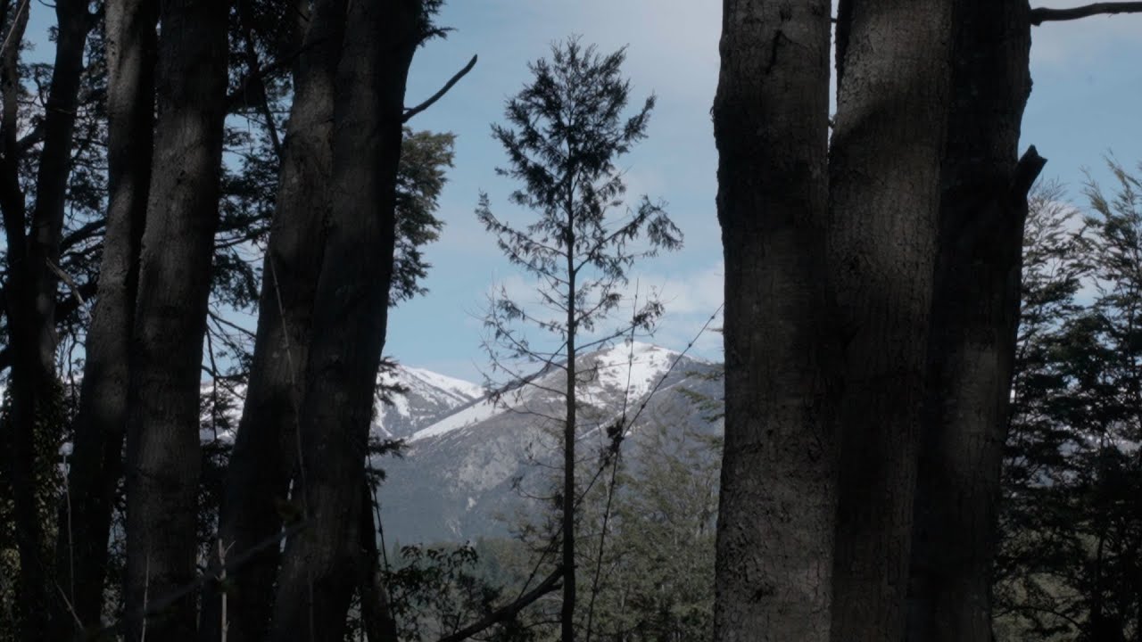 Cipreses Sur #1 / Una casa en el bosque.