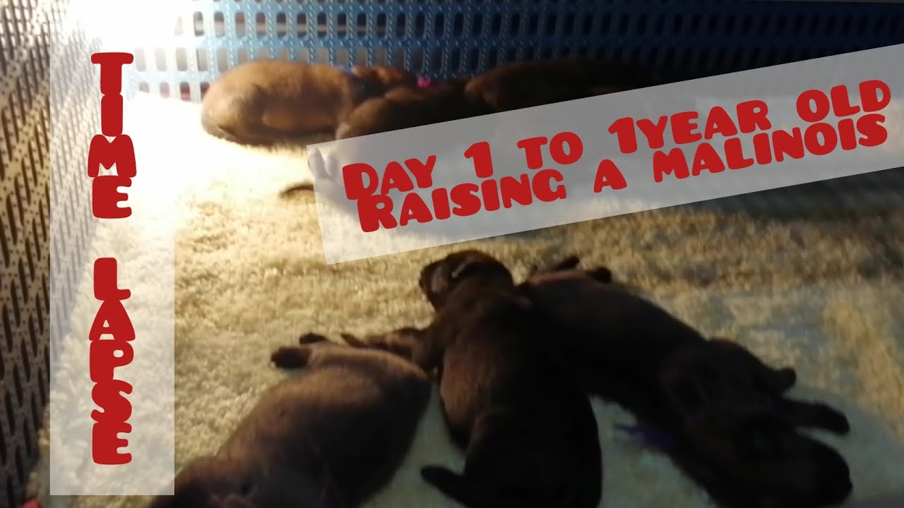 belgian malinois puppy. 1day old to 1yr old 3mins time lapse #belgianmalinois #timelapse