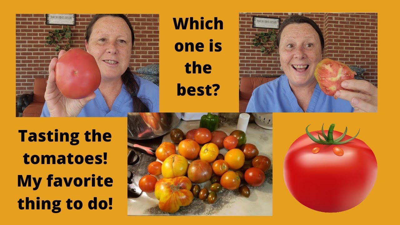 Tomato taste comparison. Vintage wine, Big rainbow, and Dr. Wyche's