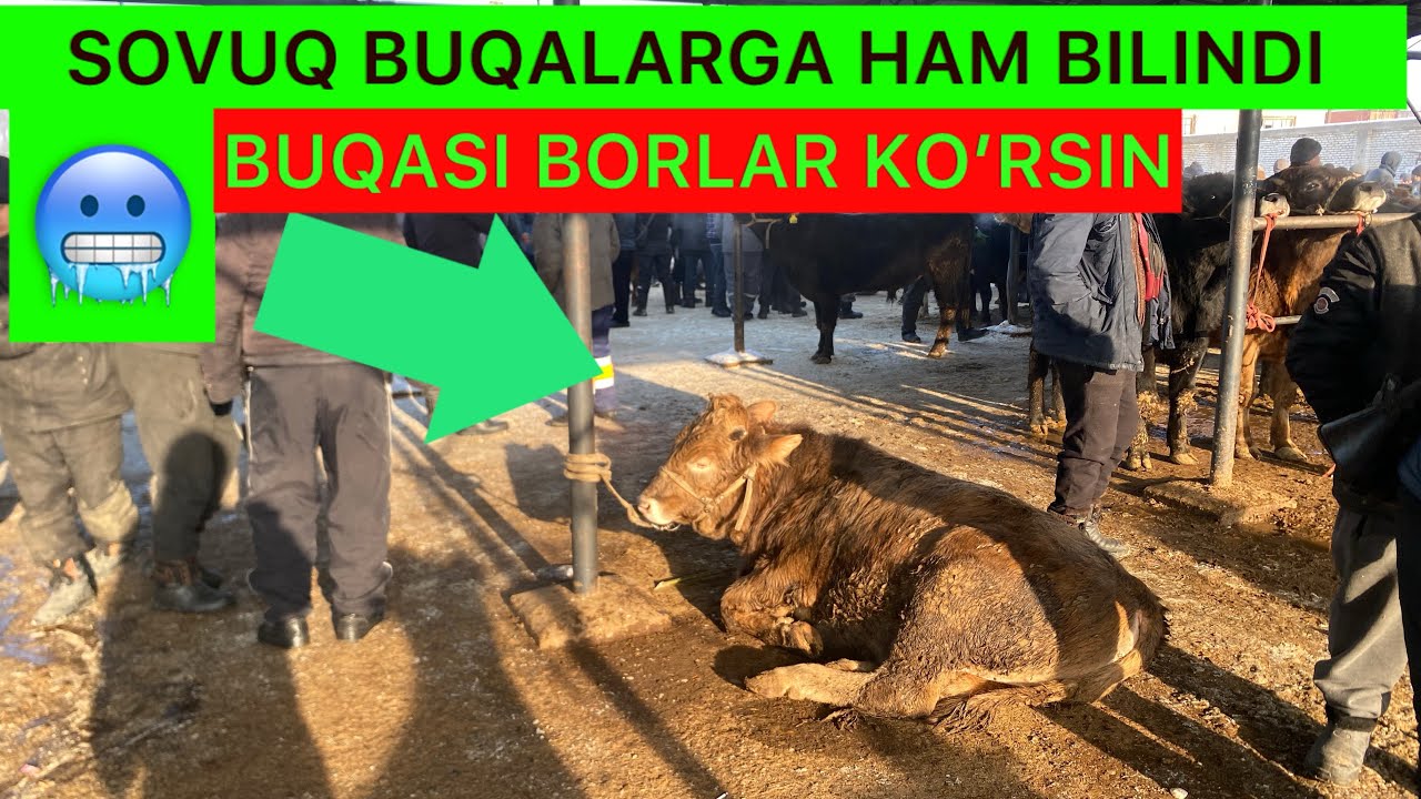 BUQA BOZORDA NIMALAR BO’LDI XO’JAOBOD MOL BOZORIGA SOVUQ TASIR QILDI