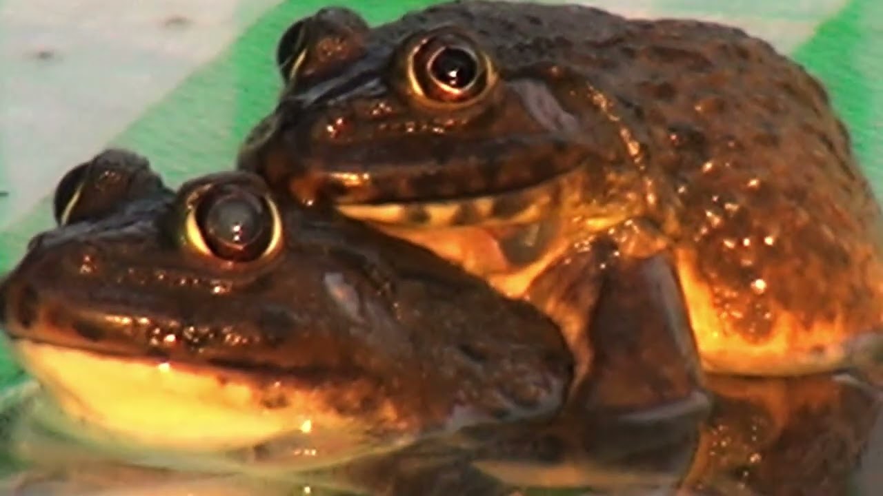 How to make frogs make sounds with humans