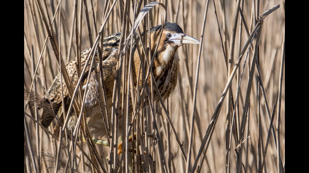 Śpiewający bąk/bittern mating singing