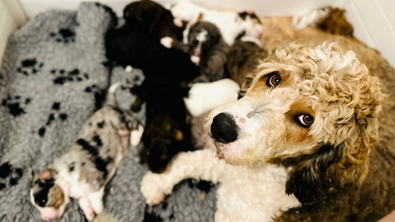 Litter of Bernedoodle puppies play, nurse, sleep - 20 minutes out of a regular day (2 weeks old)