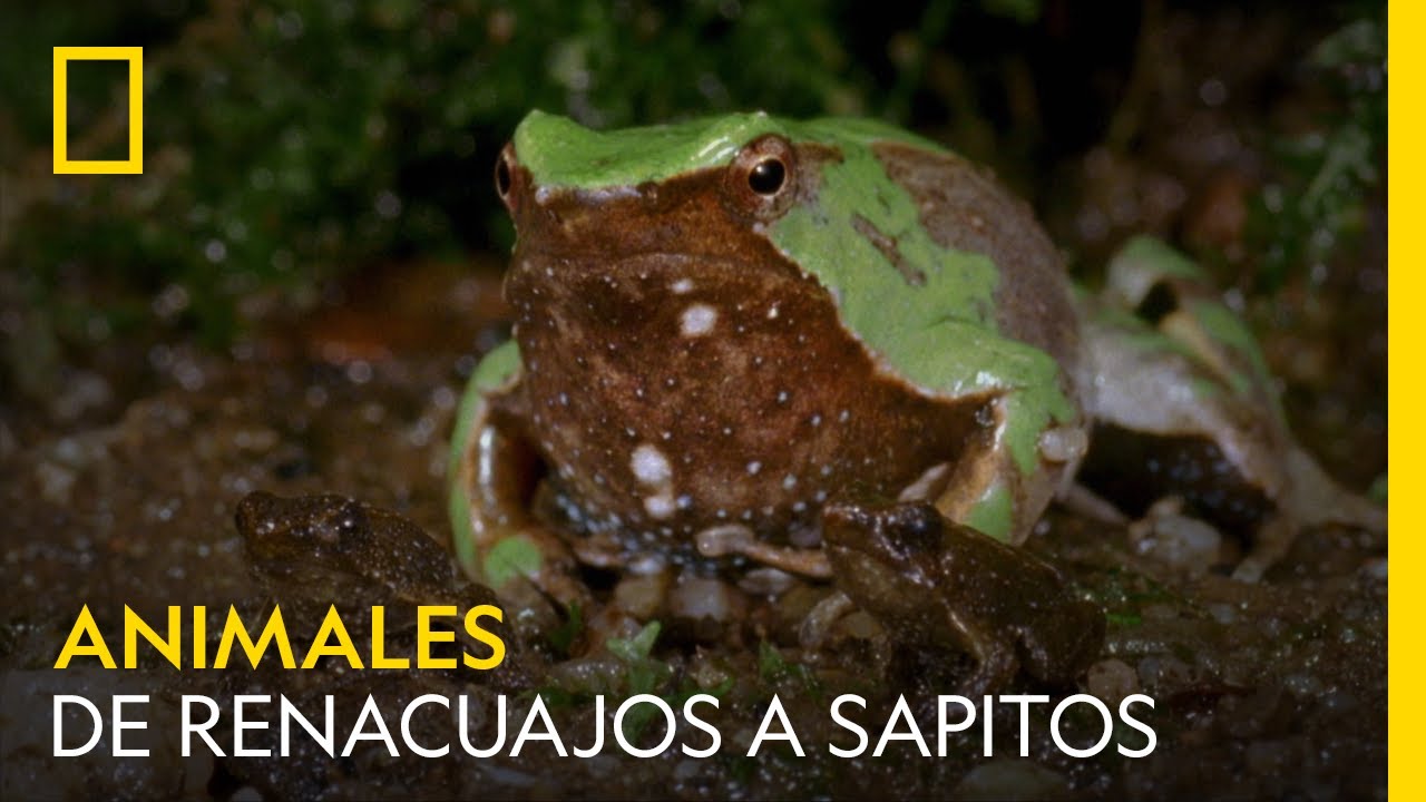 As&iacute; se transforman estos renacuajos en sapitos | NATIONAL GEOGRAPHIC ESPA&Ntilde;A