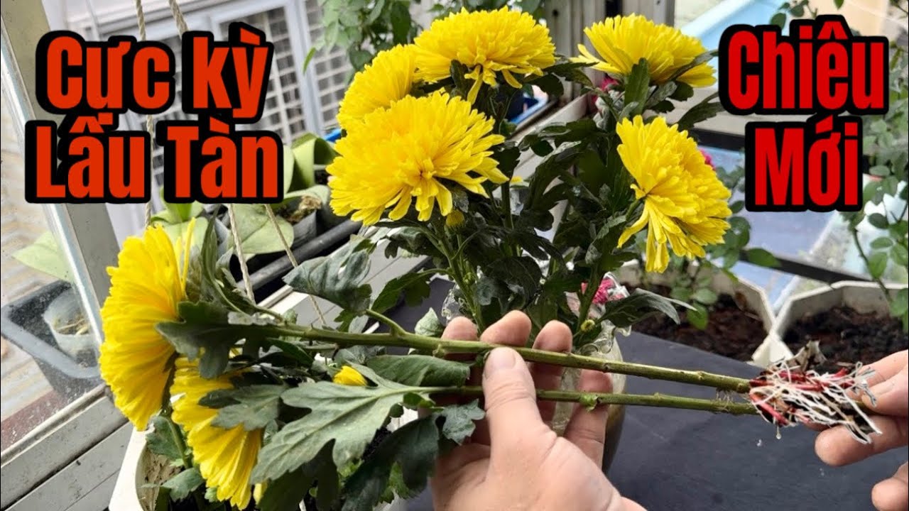 Найден новый способ хранить цветы, которые будут радовать вас долгое время