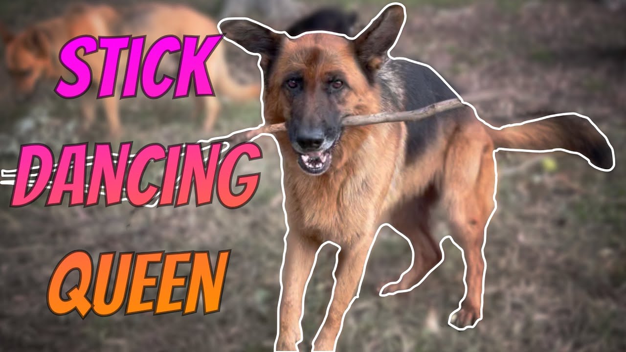 Lily's Happy Stick Dance! #germanshepherd