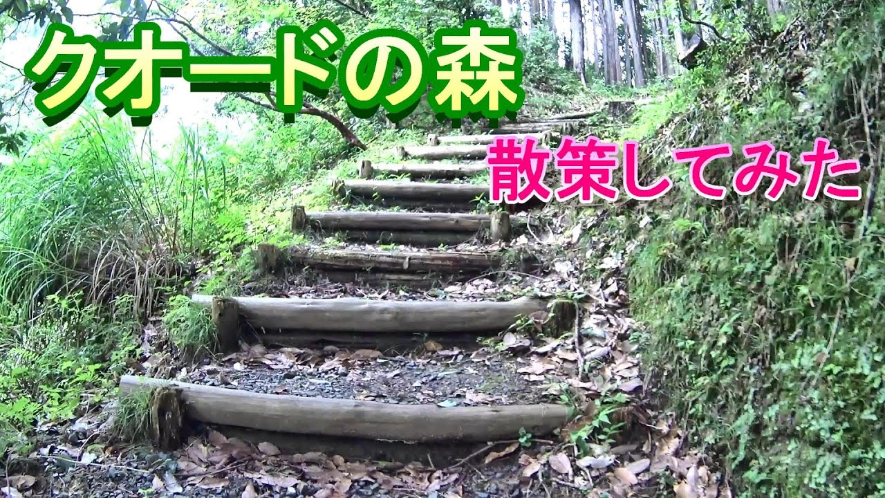 #4【千葉県キャンプ場】いちはらクオードの森ソロキャンプ2泊★2日目「森散策」