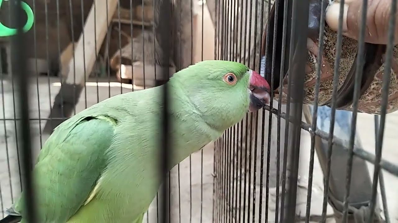 Our Parrot Was Drinking Tea! Cute & Funny Real Moment Caught on Camera”