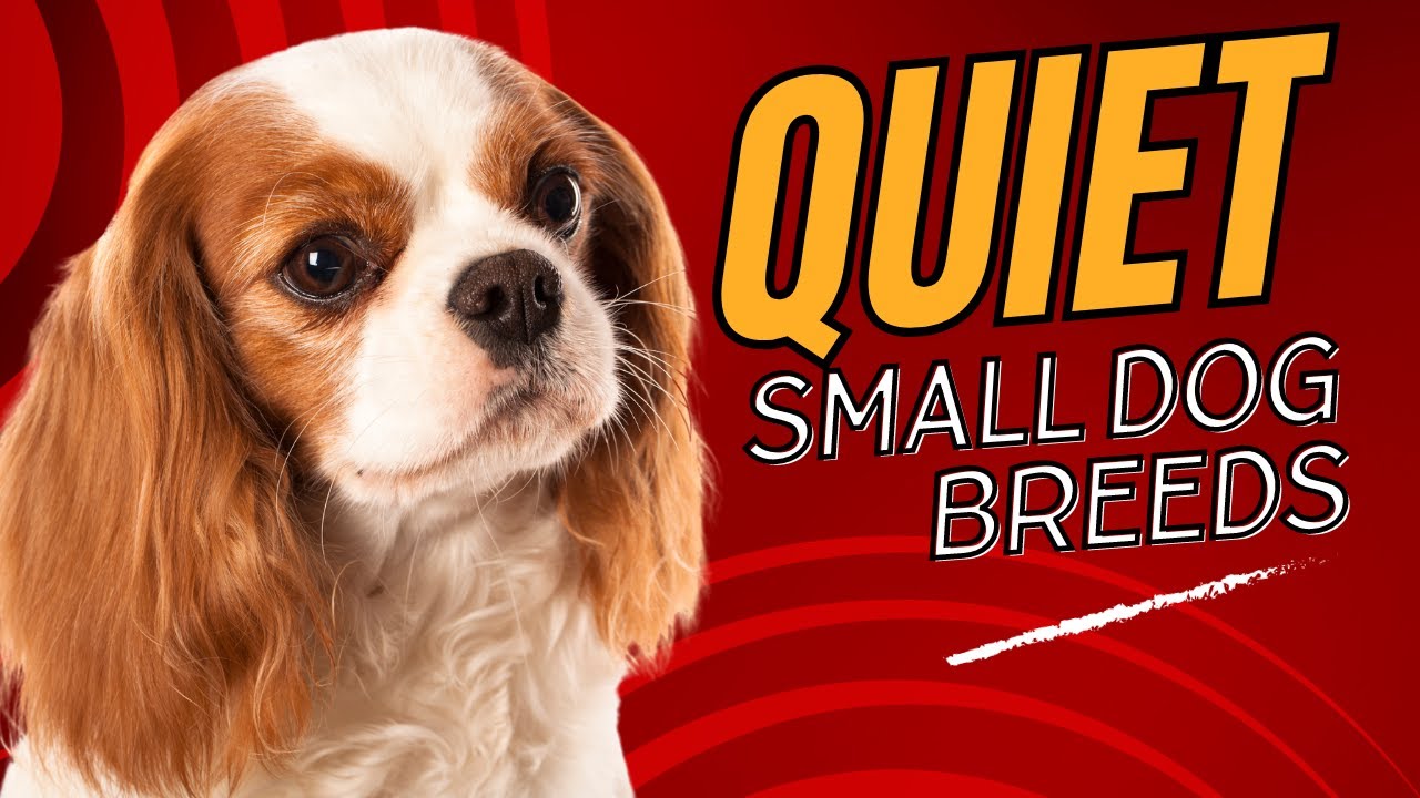 Top 7 Quiet Small Dog Breeds Perfect for Apartment Living Dogs 101