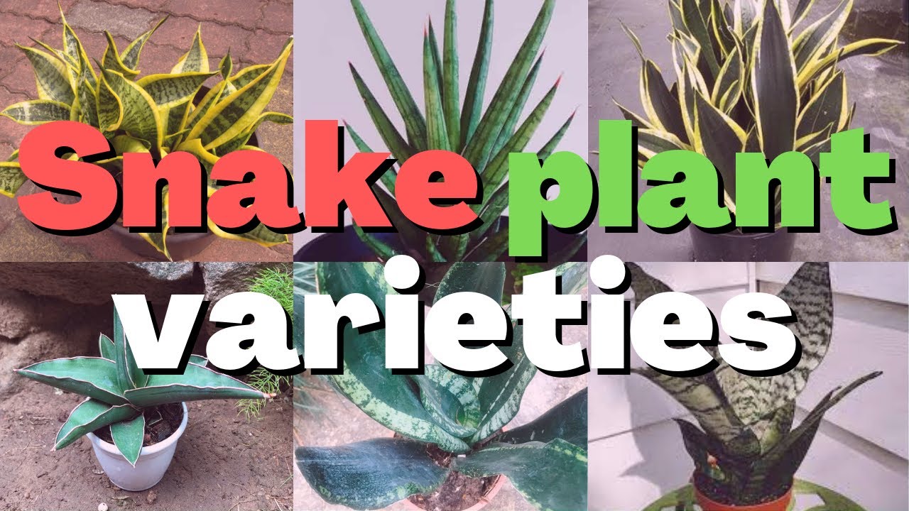 15 types of snake plant varieties to grow indoor