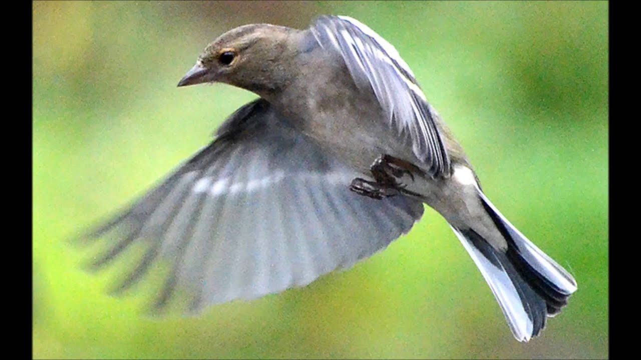 Lõoke (Taevas paistab päike)