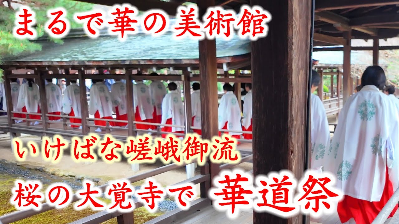 4/13(日)まるで華の美術館 いけばな嵯峨御流 桜の嵯峨大覚寺で華道祭始まる