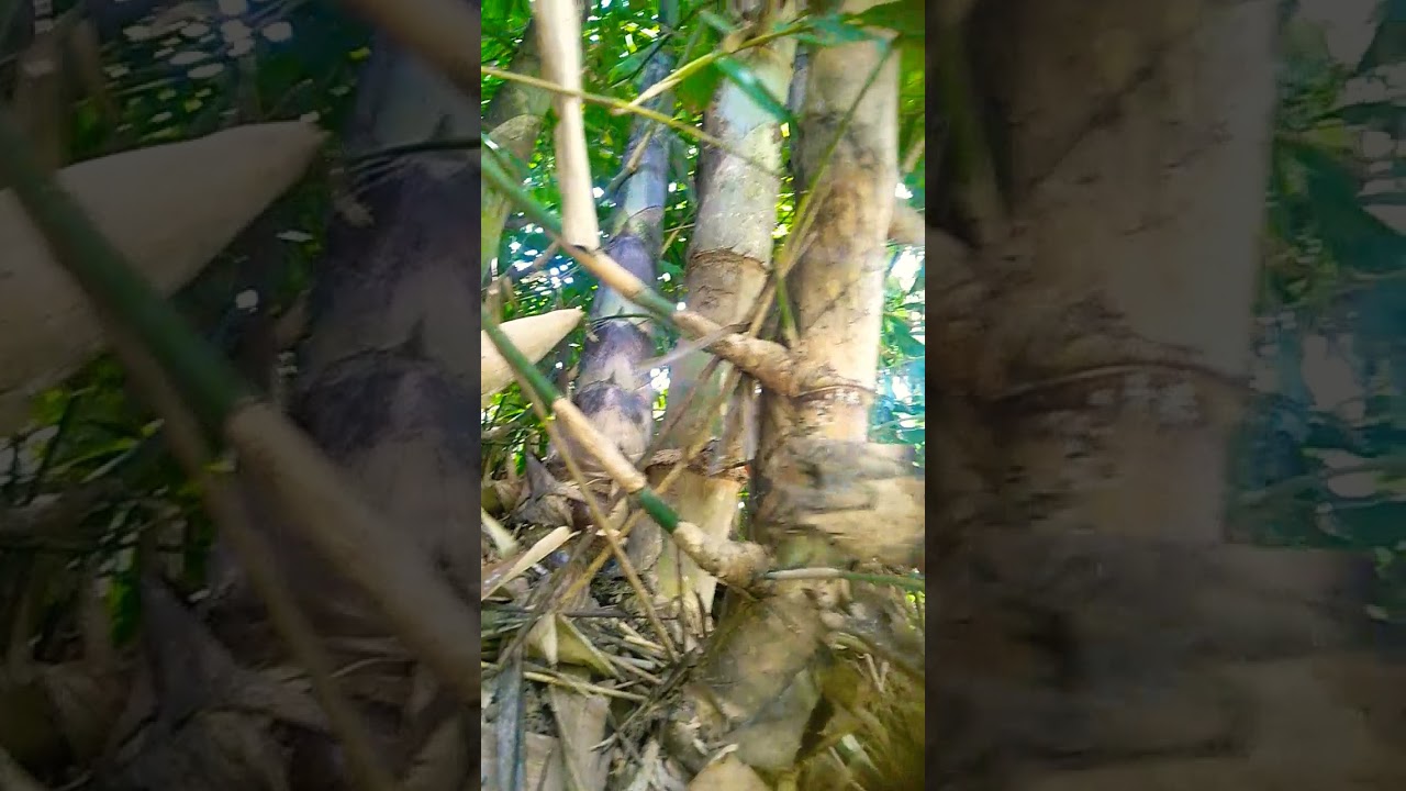 Bambu unik alami asli