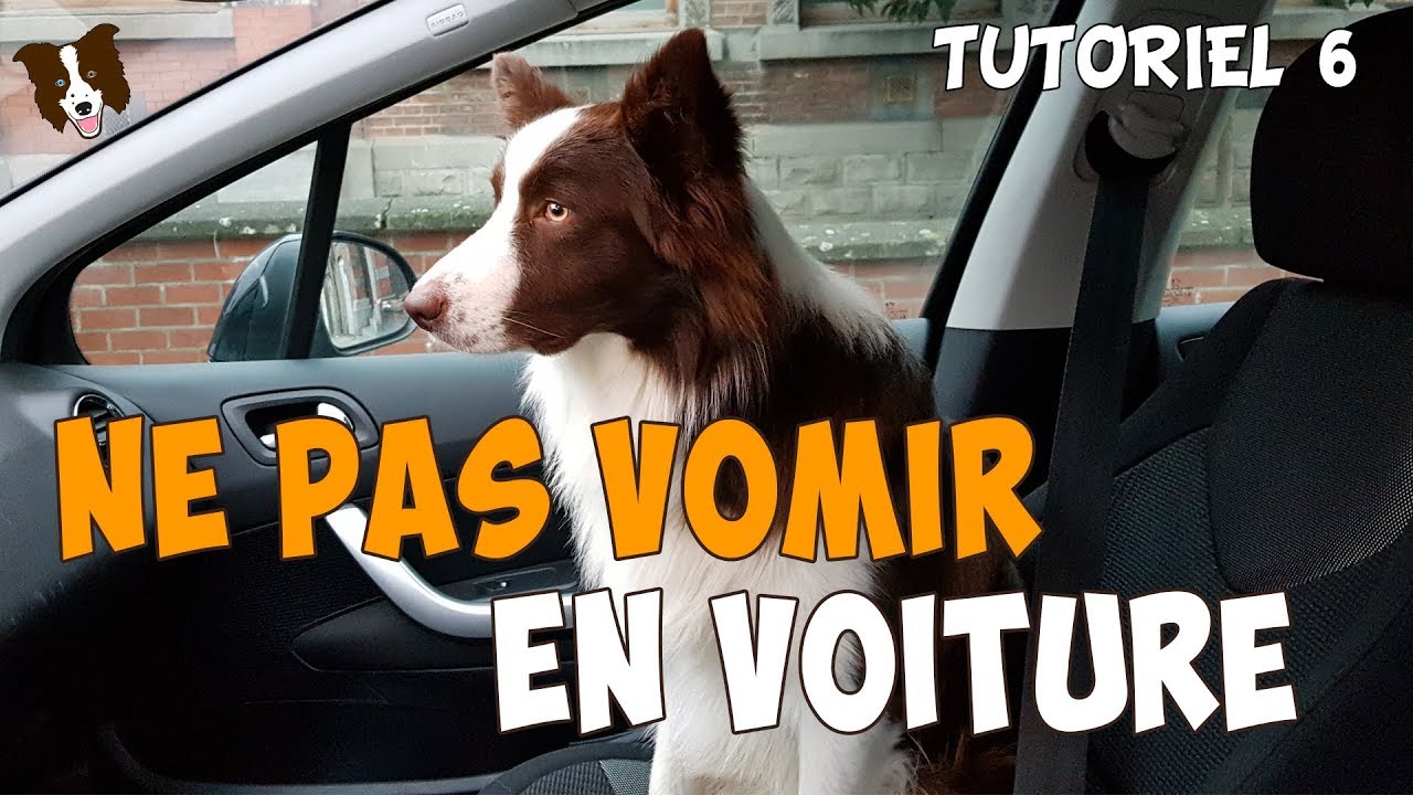 Mon CHIEN est MALADE en VOITURE