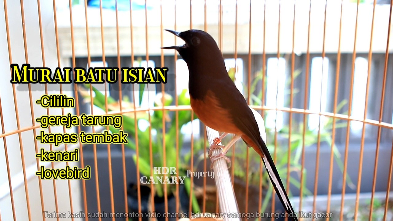 PANCINGAN MURAI BATU KURANG GACOR BIAR CEPAT EMOSI NEMBAK ISIAN KENARI CILILIN CUNGKOK KAPAS TEMBAK