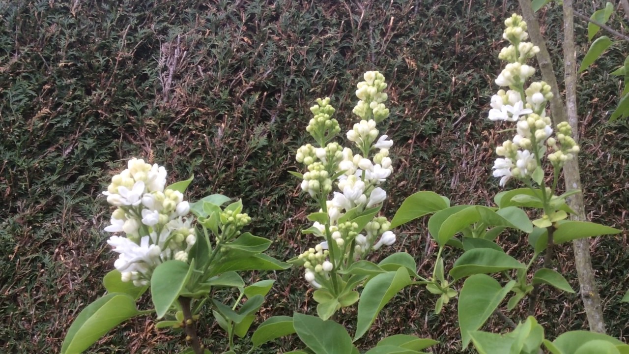 Lilas -ou Syringa vulgaris 'Madame Lemoine'  La fragrance idoine