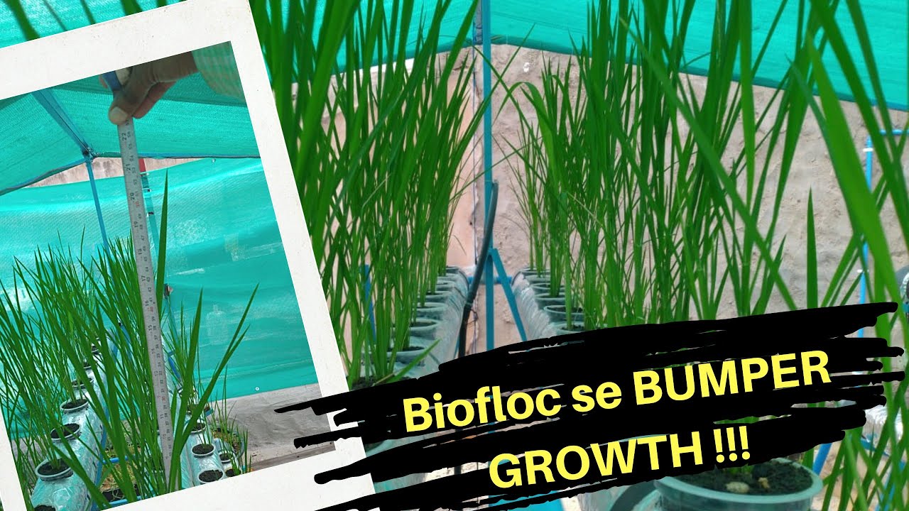 BIOFLOC se RICE Farming | Desi Jugaad first time in INDIA | Farm update