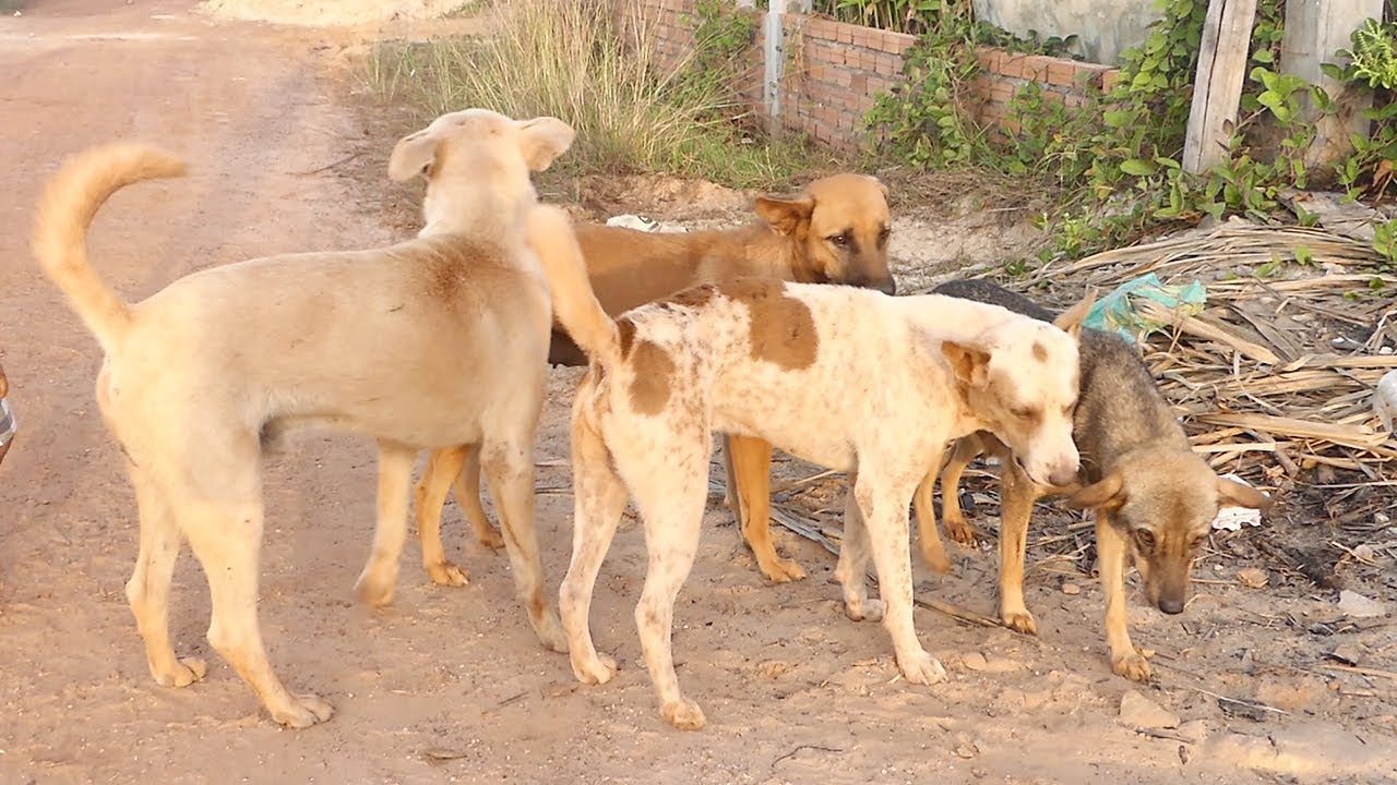 They like to play around and have fun || #240 Nature Show