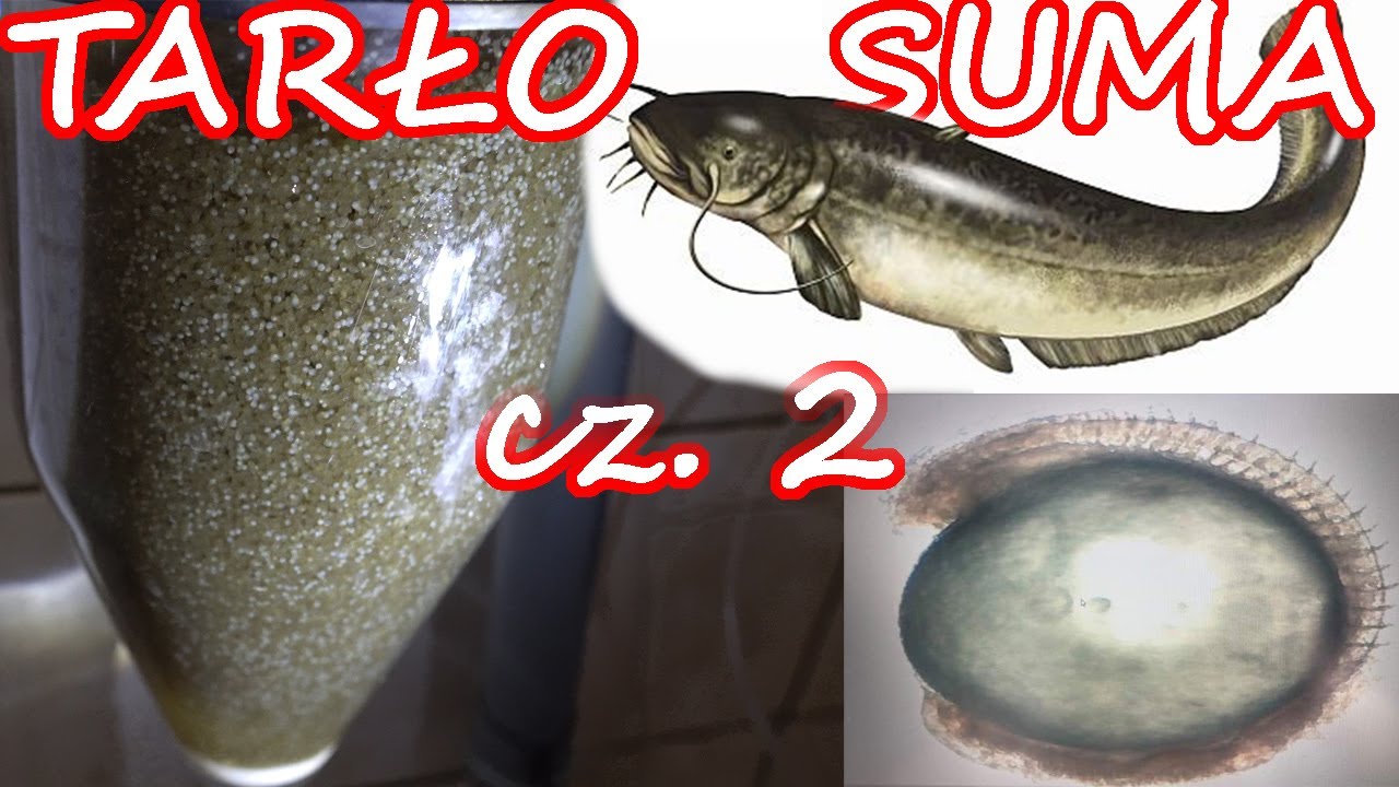 Tarło Suma cz 2 tworzenie się zarodka, wylęg suma, kształtowanie sylwetki