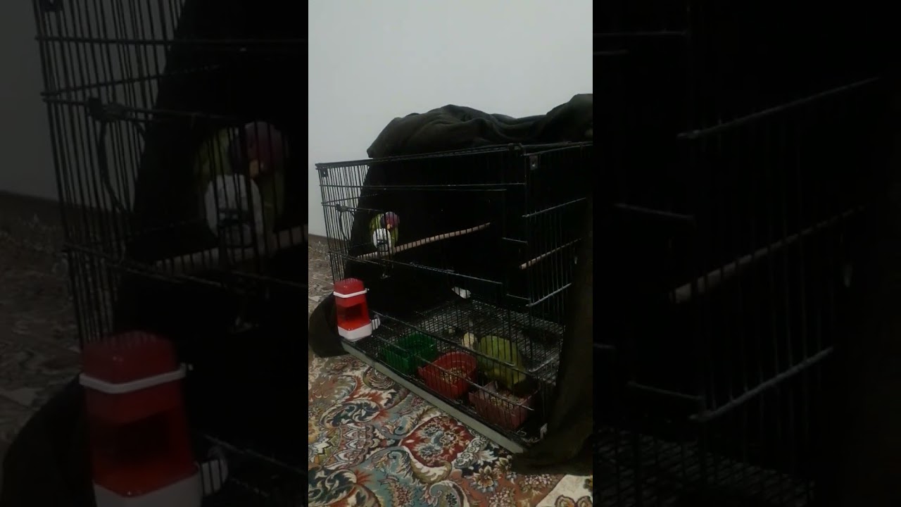 Beautiful plumhead parakeet (Parrot) lovely sammy handted