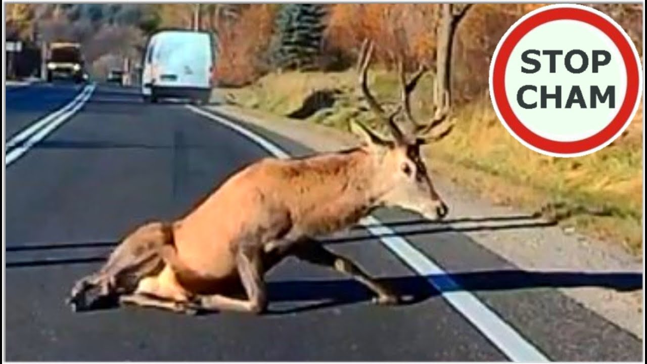 Uwaga! Zwierzęta na drodze #2 - [Nie dla wrażliwych +18]