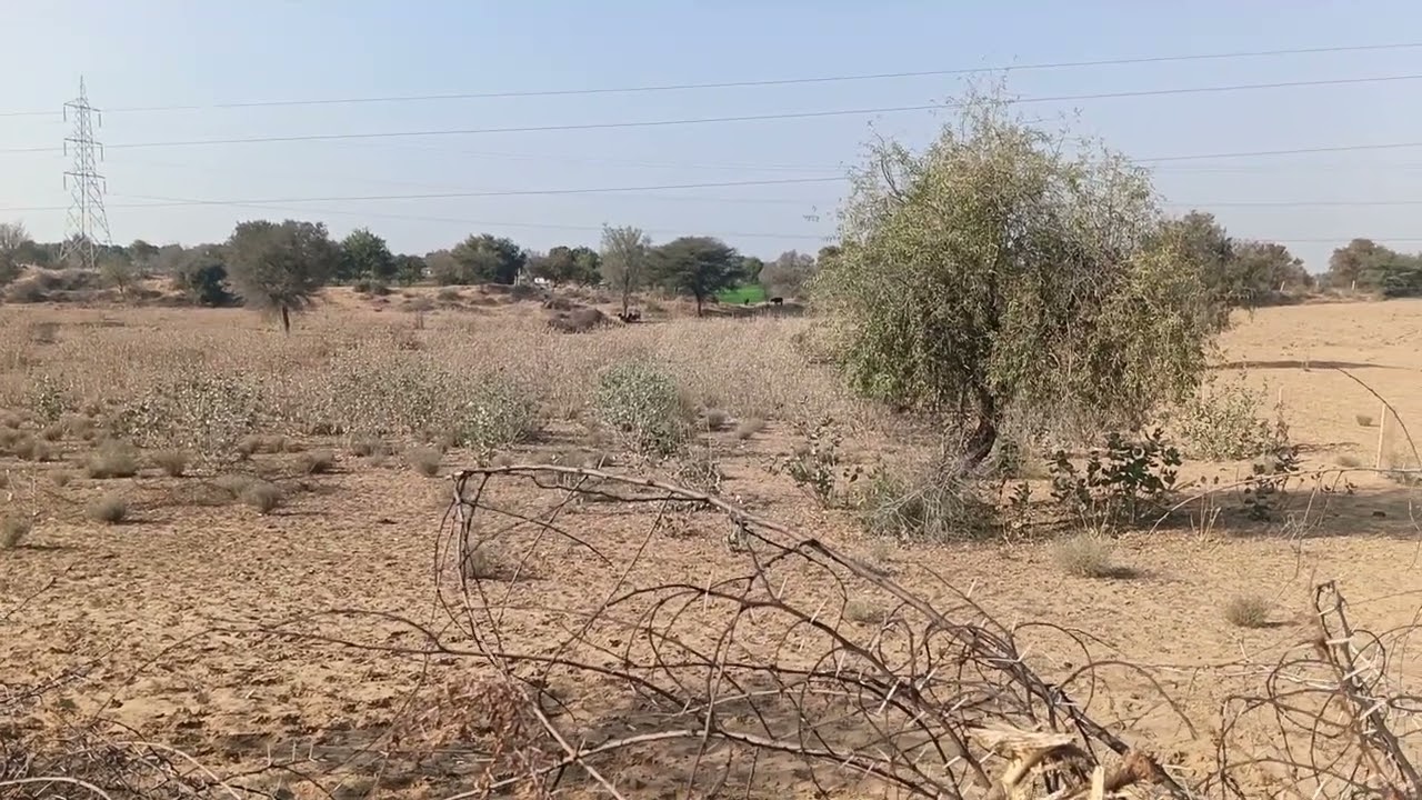 Bikaner se 34 km dur NH11 par jamin bikau h 8.16 bisva  rs 36 lakh par biga 9610056834 call 🤙