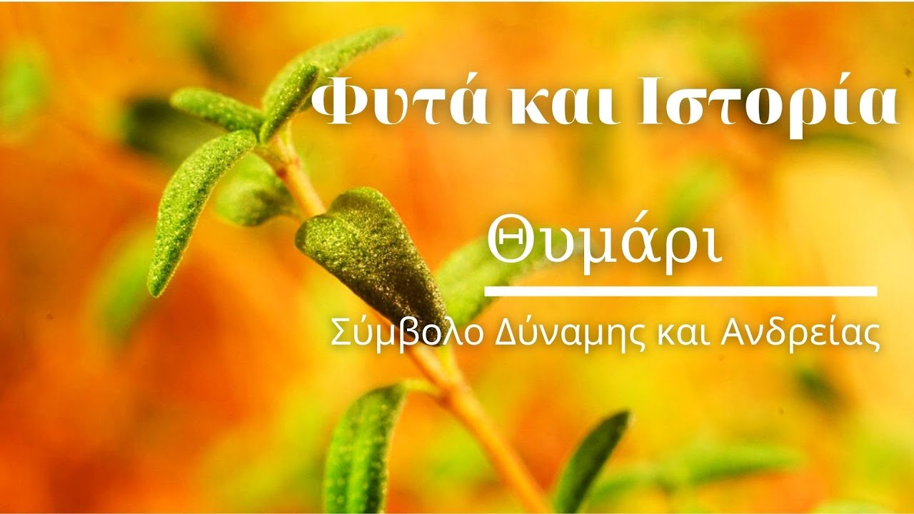 Φυτά και Ιστορία | 🌿Θυμάρι - Σύμβολο Δύναμης και Ανδρείας | The Gardener