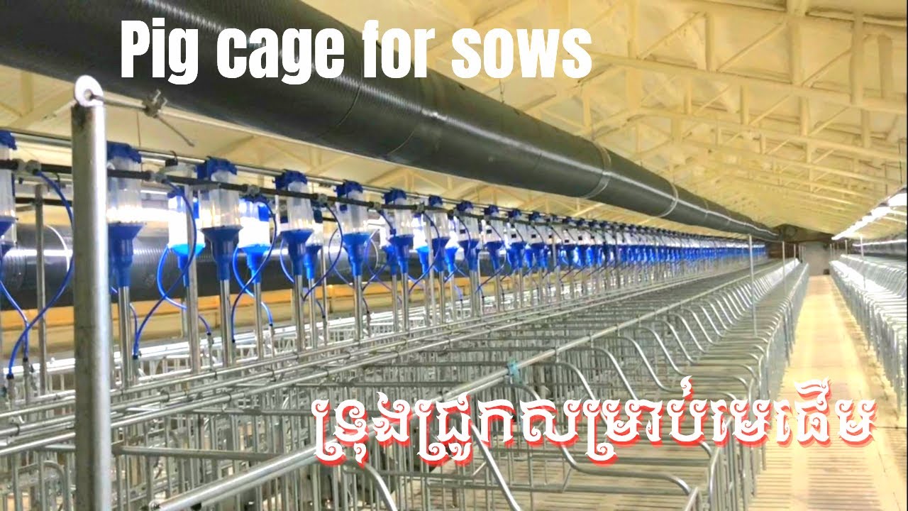 Pig cage for sows. |Video 01|
