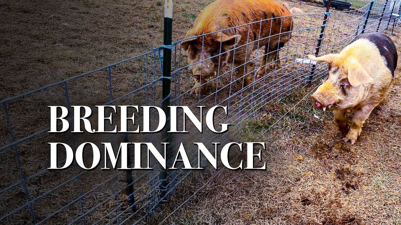 The Worst Time To Trust An Animal