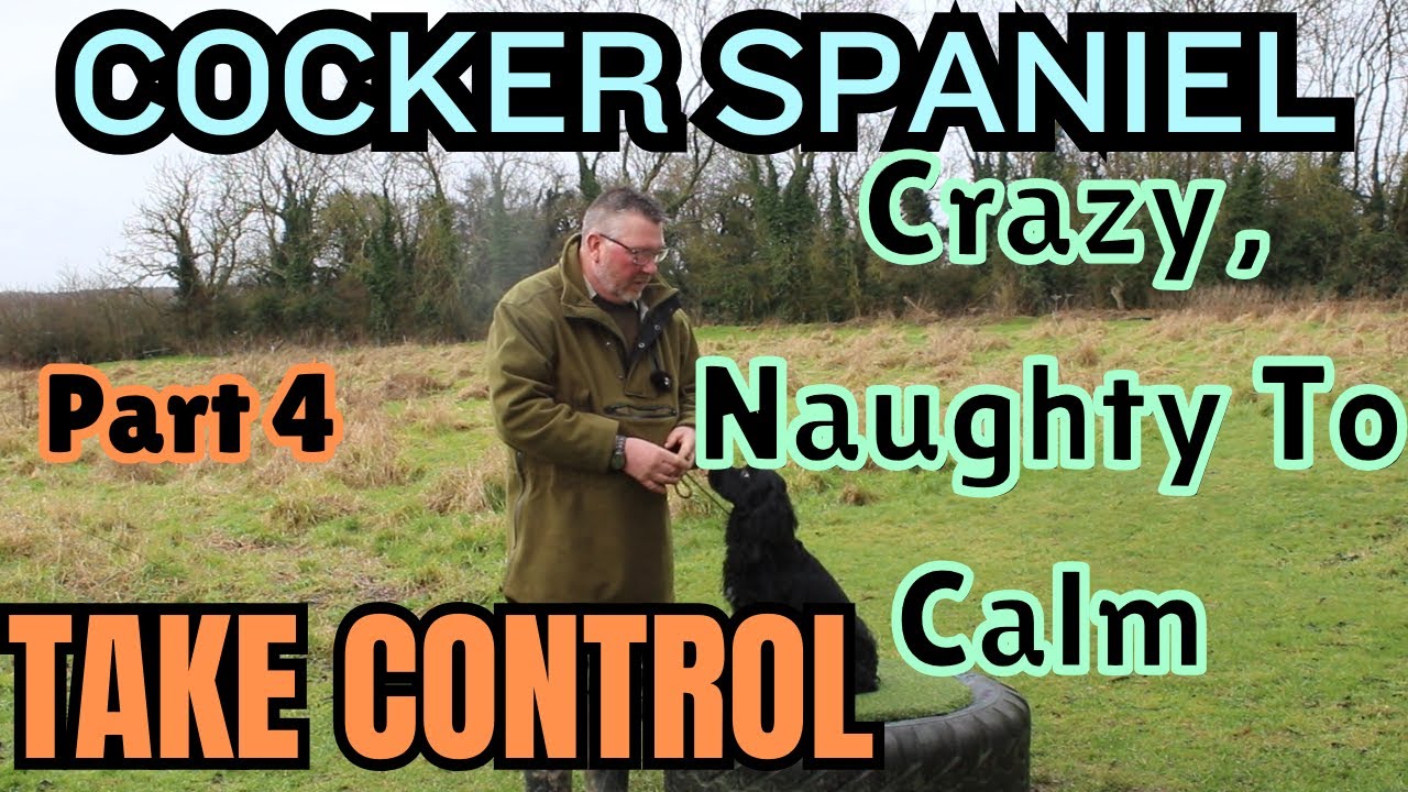 От реактивного к расслабленному: трансформация кокер-спаниеля, часть 4