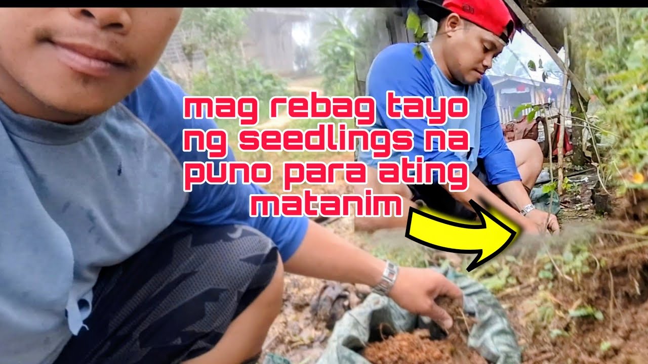 Rebag para sa seedling na puno#onyotteamvlog #katutubo 