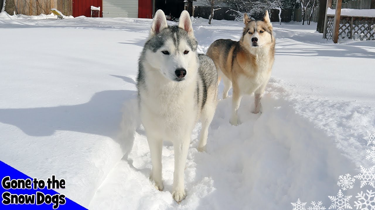 Husky Playing in Snow !  Huskies in DEEP Snow