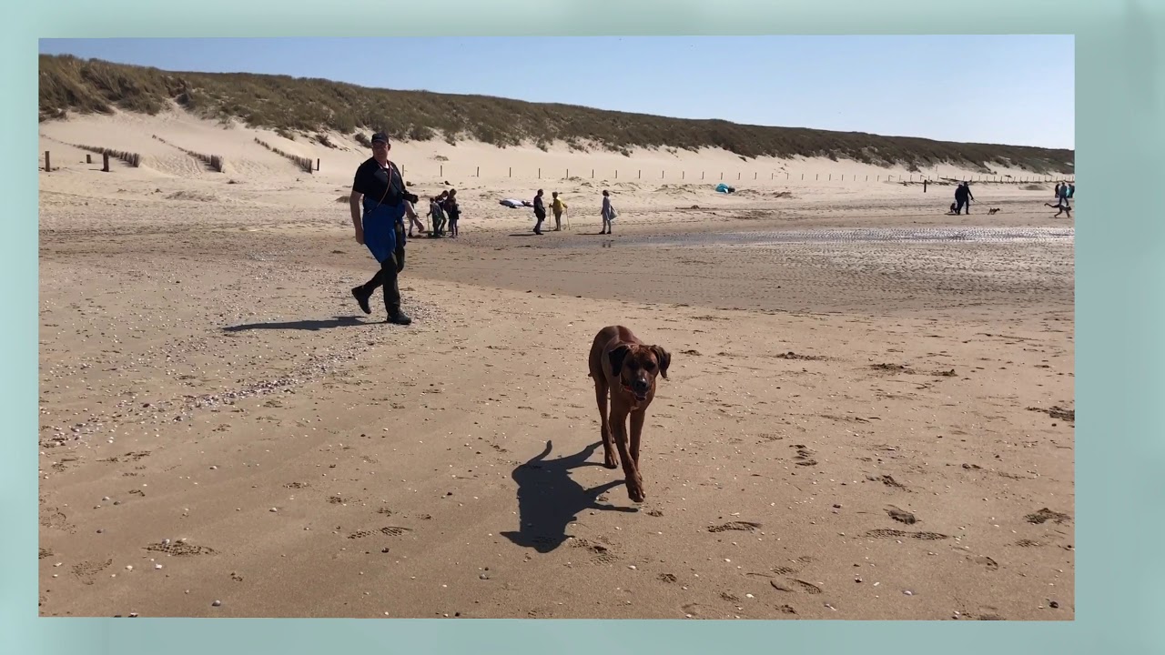 Texel4Dogs - der Film