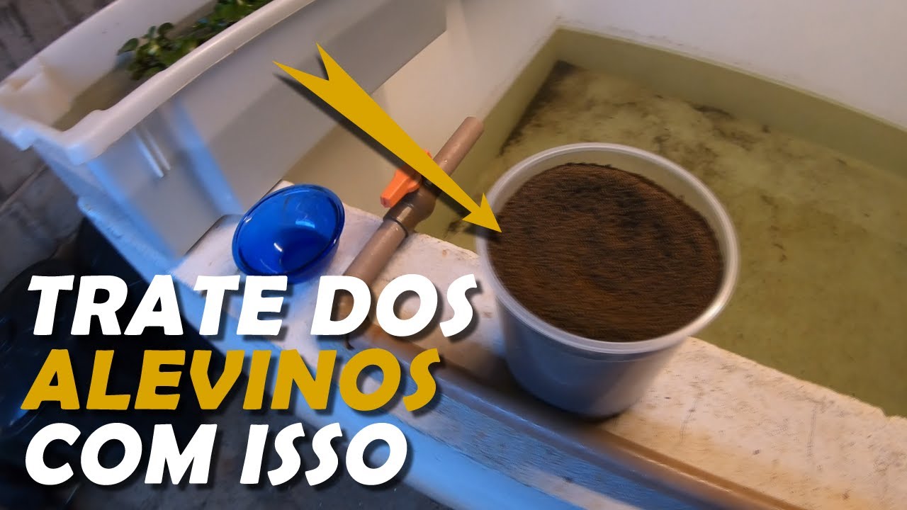 COMO CUIDAR E TRATAR DOS ALEVINOS DE KINGUIOS canal saalada