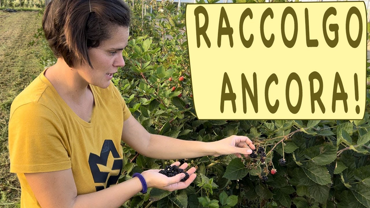 MORE coltivate - raccolta di ottobre