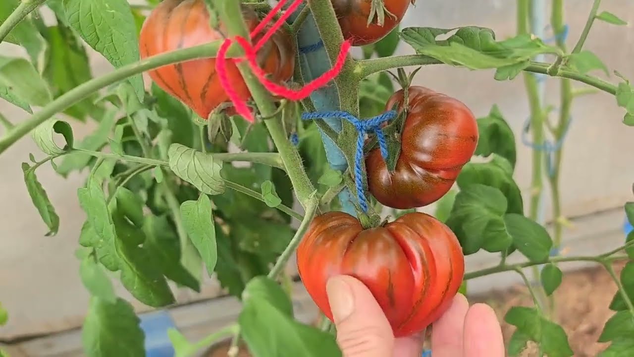 🍅Supermarkt Tomaten anbauen, lohnt sich das?🍅Tomaten Sorten-Marmarde