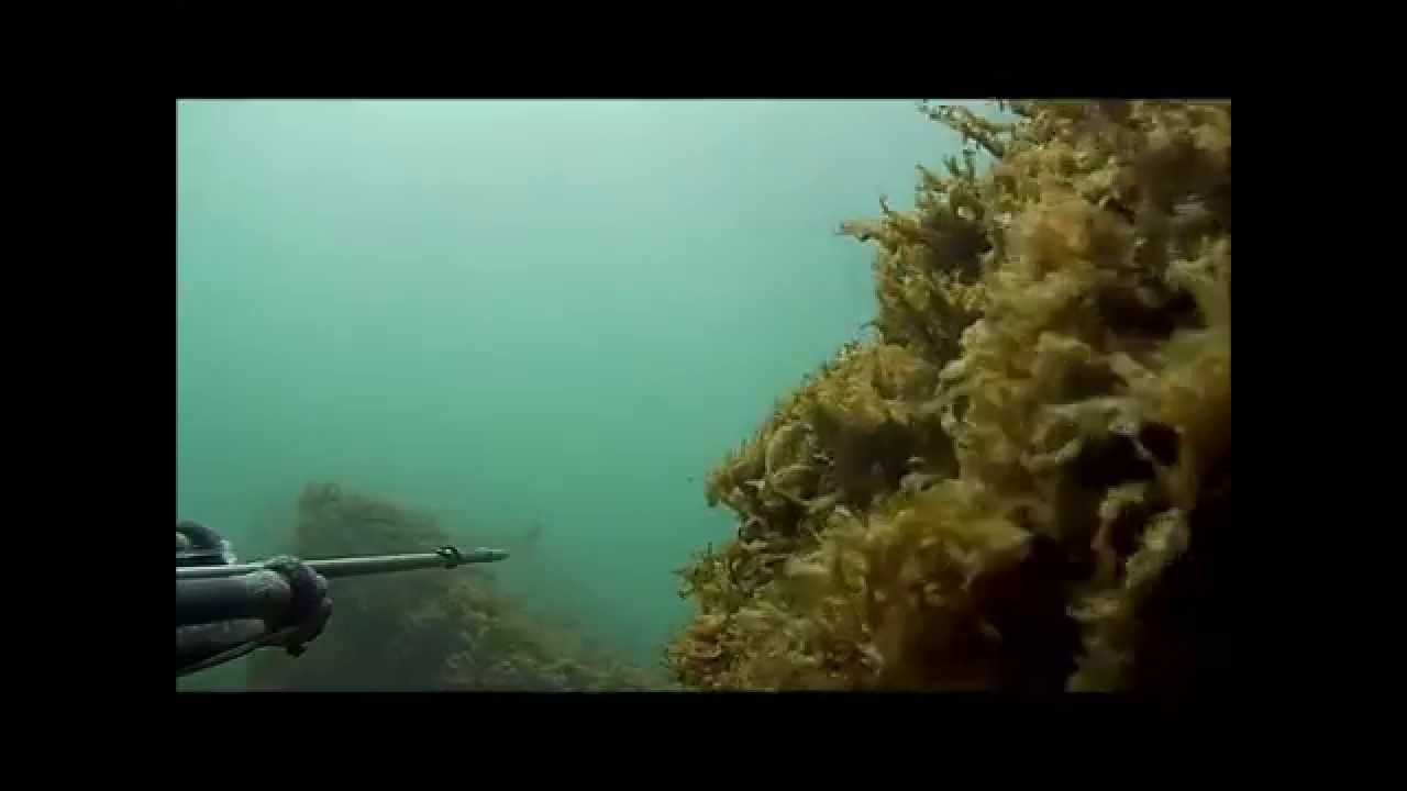 pesca sub  