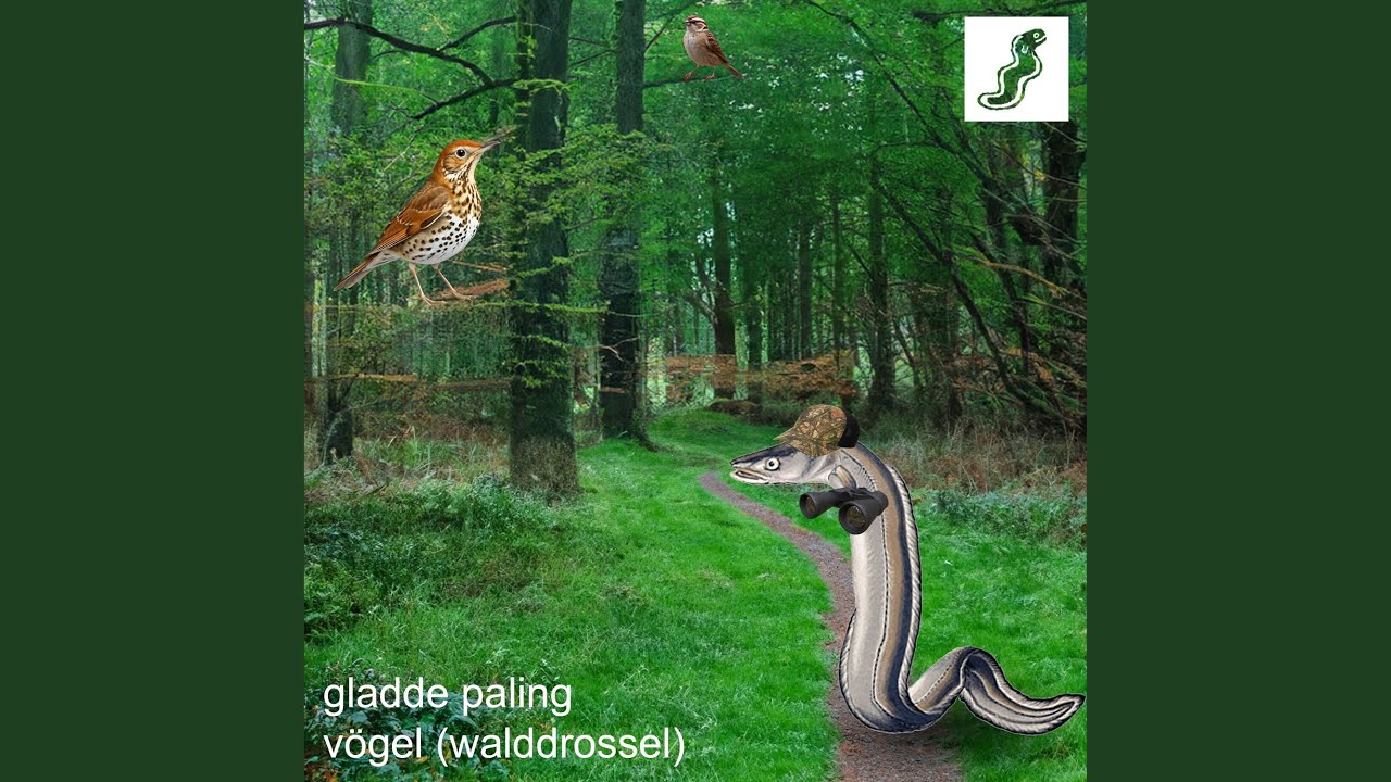 v&ouml;gel (walddrossel)