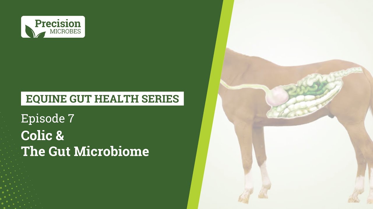 Equine Gut Health Series - EP.7 Colic and The Gut Microbiome