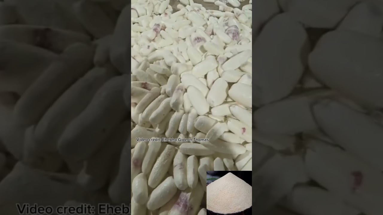 One of the largest GARRI processing plant in Nigerian today.  #nigeria #garri  #cassavaprocessing