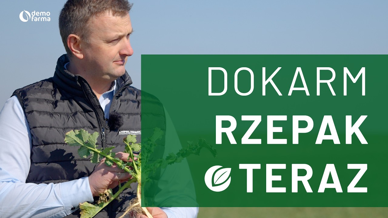 Odżywianie rzepaku na start: Jak uniknąć dziur borowo-wapniowych? 🚜