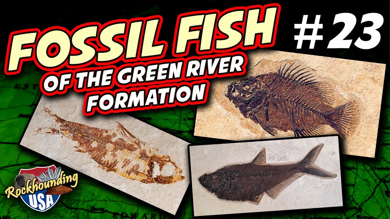 Fossil Fish Collecting BONANZA from Fossil Safari in Wyoming! (Fossils of the Green River Formation)