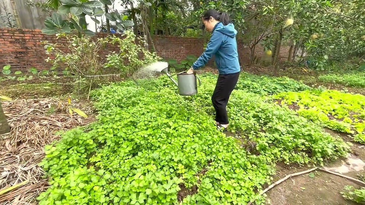 Bình Yên bên vườn rau cần Tây cuối ngày. ! Góc vườn quê hương thư giãn 
